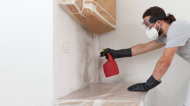 Professional Black Mold Remediation technician working in Trappe, MD