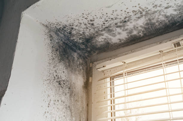Affordable Black Mold Remediation solutions in Trappe, MD